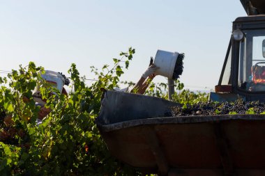 Köylüler üzüm topluyor. Evi hasat et. Şarap üretimi. Şarap üretim teknolojisi. Şarap yapma geleneği..