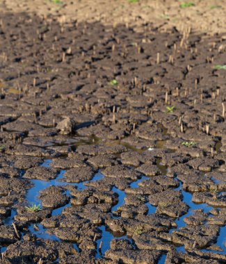 Dünya kuraklık yüzünden çatladı. Gezegendeki küresel su sıkıntısı. Küresel ısınma kavramı.