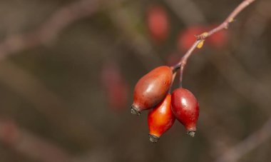 Yaban gülünün kırmızı meyvesi. Köpek gülleri, Rosa cinsinin Canina bölümü. Arka planda ince kıvrımlı bokeh.