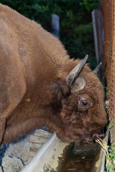 Европейский Бизон Bison Bonasus Известный Мудрец Существование Животного Заповеднике Бык — стоковое фото