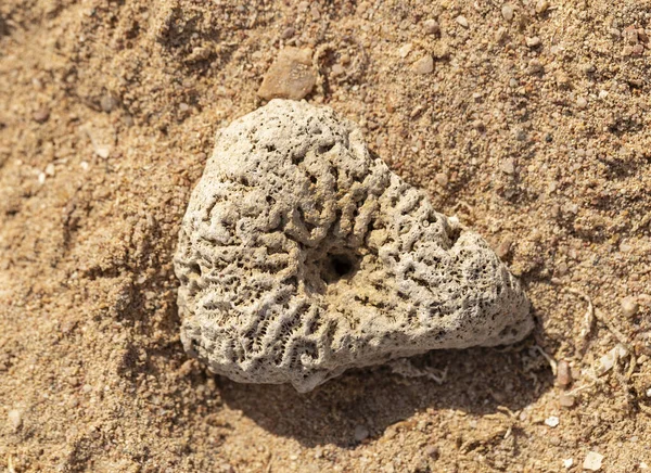 Corales Fósiles Del Mar Rojo Criaturas Antiguas Convertidas Piedra —  Fotos de Stock