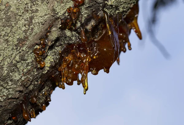 Formation Resin Juice Cherry Tree Tree Affected Insect Parasites How — Stock Photo, Image