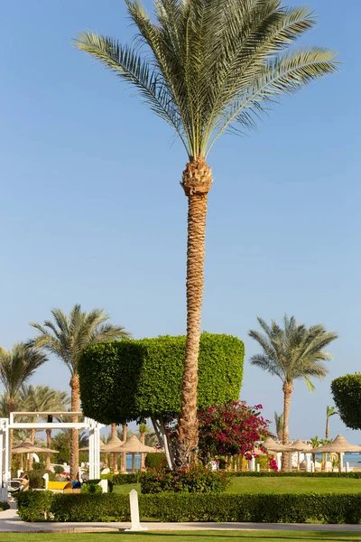 Parque Áreas Recreación Egipto Diseño Jardines Paisajes —  Fotos de Stock