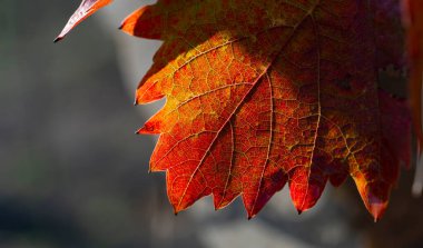 Sonbaharda kırmızı yapraklı üzüm bağları. Çiğ kaplı bir yaprağın makro fotoğrafçılığı. Seçici odaklanma. Sarmaşığın kışa geçişi. Şarap yapımı..