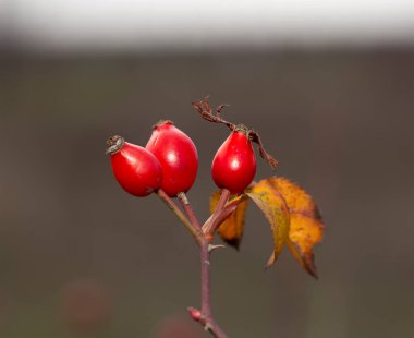Yaban gülünün kırmızı meyvesi. Köpek gülleri, Rosa cinsinin Canina bölümü. Arka planda ince kıvrımlı bokeh.