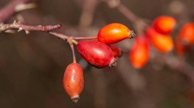 Yaban gülünün kırmızı meyvesi. Köpek gülleri, Rosa cinsinin Canina bölümü. Arka planda ince kıvrımlı bokeh.