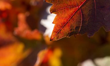 Sonbaharda kırmızı yapraklı üzüm bağları. Şarap yapımı. Çiğ kaplı bir yaprağın makro fotoğrafçılığı. Seçici odak.