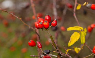Yaban gülünün kırmızı meyvesi. Köpek gülleri, Rosa cinsinin Canina bölümü. Arka planda ince kıvrımlı bokeh.