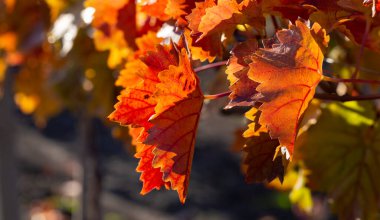 Sonbaharda kırmızı yapraklı üzüm bağları. Şarap yapımı. Çiğ kaplı bir yaprağın makro fotoğrafçılığı. Seçici odak.