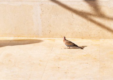 Gülen güvercin (Spilopelia senegalensis) Afrika 'da yaşayan küçük bir güvercin türüdür..