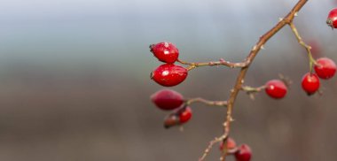 Yaban gülünün kırmızı meyvesi. Köpek gülleri, Rosa cinsinin Canina bölümü. Arka planda ince kıvrımlı bokeh.