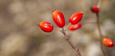 Yaban gülünün kırmızı meyvesi. Köpek gülleri, Rosa cinsinin Canina bölümü. Arka planda ince kıvrımlı bokeh.