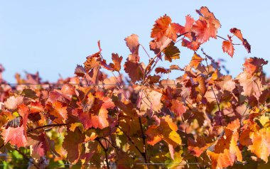 Mavi gökyüzüne karşı sarmaşık. Sonbaharda kırmızı yapraklı üzüm bağları. Şarap yapımı. Çiğ kaplı bir yaprağın makro fotoğrafçılığı. Seçici odak.