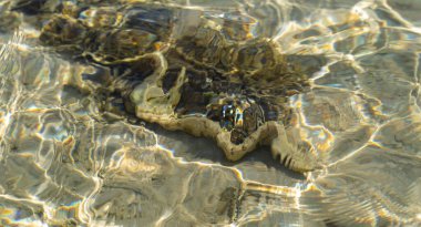 Bulutlu moray olarak da bilinen kar tanesi moray (Echidna nebulosa). Sığ sularda genç bir birey.