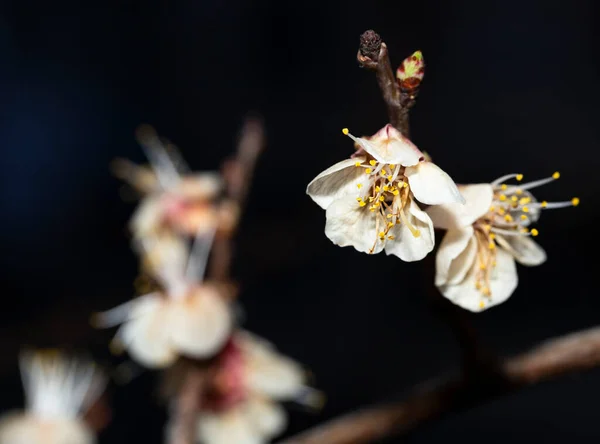 Apricot flowers after frost. The effect of negative temperatures in spring on gardening. Temperature Stress In Plants.