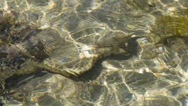 Bulutlu moray olarak da bilinen kar tanesi moray (Echidna nebulosa). Sığ sularda genç bir birey.