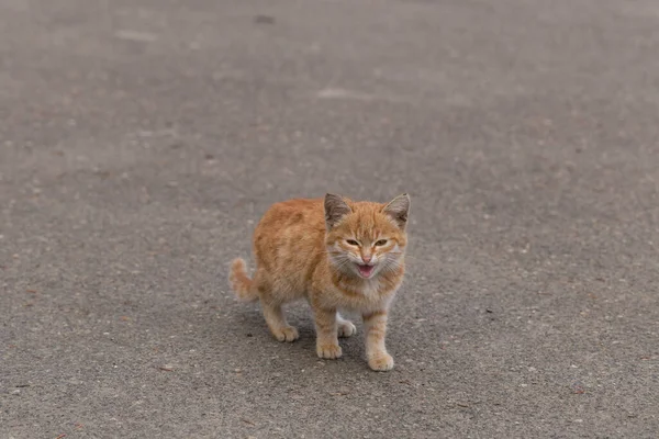 Red Kitten Asphalt Young Predator Animal Exploring Environment Fuzzy Town — Stock Photo, Image