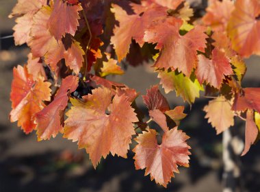 Sonbaharda kırmızı yapraklı üzüm bağları. Şarap yapımı. Çiğ kaplı bir yaprağın makro fotoğrafçılığı. Seçici odak.