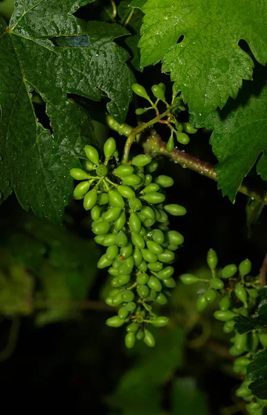 Weinbau Blumen Der Reben Nach Dem Regen Weinherstellung Technologie Der — Stockfoto