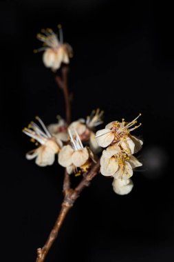 Buzdan sonra kayısı çiçekleri. Negatif sıcaklıkların baharda baharda bahçıvanlık üzerindeki etkisi. Bitkilerdeki Sıcaklık Stres.