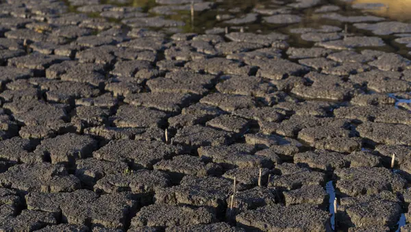 干ばつのために地球は割れた 地球上の水の世界的な不足 地球温暖化の概念 — ストック写真