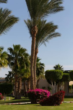 Mısır 'ın park dinlenme alanları. Bahçe ve manzara tasarımı.