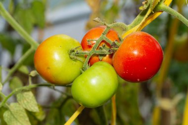 Domatesler çalılıklarda olgunlaşır. Domates, genellikle domates bitkisi olarak bilinen Solanum lycopersicum bitkisinin yenilebilir meyvesidir..