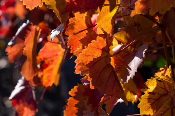 Vigneti Autunno Con Fogliame Rosso Vinificazione Macro Fotografia Una Foglia — Foto Stock