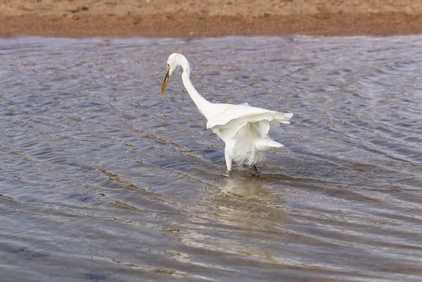 Little Egret Egretta Garzetta White Bird Hunts Fish Red Sea — Stock Photo, Image