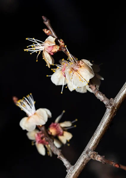 Apricot flowers after frost. The effect of negative temperatures in spring on gardening. Temperature Stress In Plants.