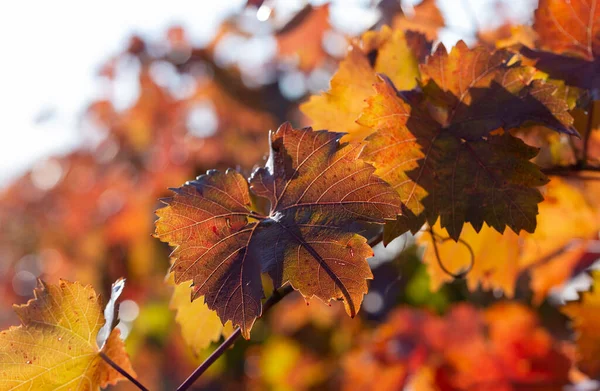 Sonbaharda Kırmızı Yapraklı Üzüm Bağları Şarap Yapımı Çiğ Kaplı Bir — Stok fotoğraf