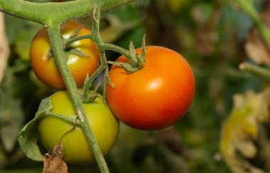 Domatesler çalılıklarda olgunlaşır. Domates, genellikle domates bitkisi olarak bilinen Solanum lycopersicum bitkisinin yenilebilir meyvesidir..