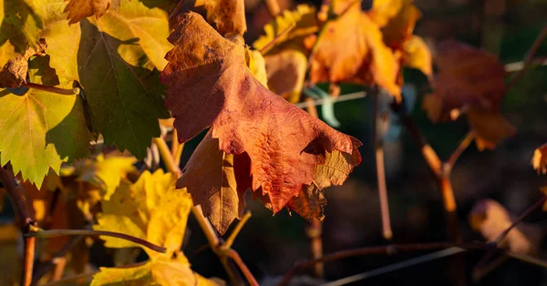 Vigneti Autunno Con Fogliame Rosso Vinificazione Macro Fotografia Una Foglia — Foto Stock