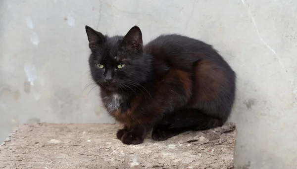 Μαύρη Γάτα Shorthair Νεαρό Αρπακτικό Ζώο Ακολουθεί Προσοχή Γύρω Πραγματικότητα — Φωτογραφία Αρχείου