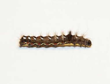 Acronicta rumicis, düğüm çimen güvesi. Tırtıl, yavrulama bölgesine doğru hareket ediyor..