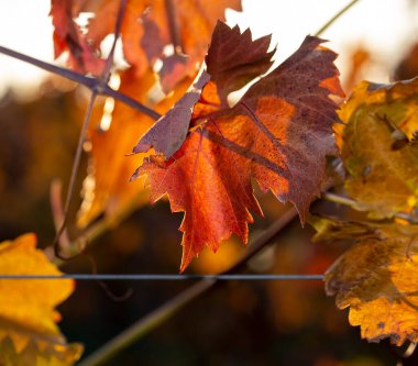 Mavi gökyüzüne karşı sarmaşık. Sonbaharda kırmızı yapraklı üzüm bağları. Şarap yapımı. Çiğ kaplı bir yaprağın makro fotoğrafçılığı. Seçici odak.