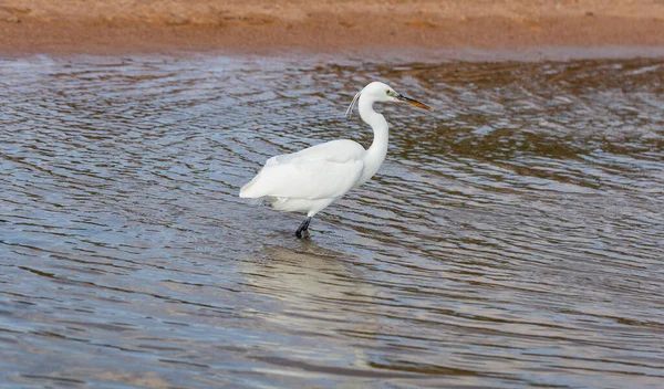 少し挨拶 Egretta Garzetta 白い鳥は紅海で魚を狩る — ストック写真