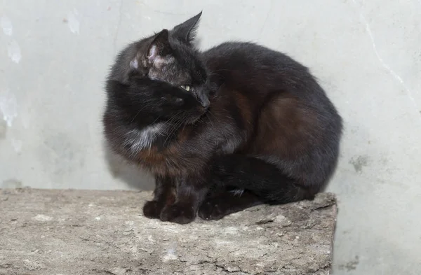 Μαύρη Γάτα Shorthair Νεαρό Αρπακτικό Ζώο Ακολουθεί Προσοχή Γύρω Πραγματικότητα — Φωτογραφία Αρχείου