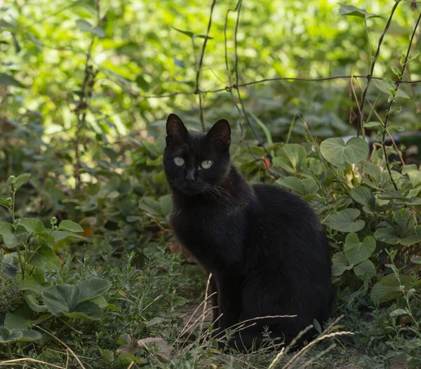 Belle Chat Noir Avec Des Yeux Jaunes Regardant Caméra — Photo
