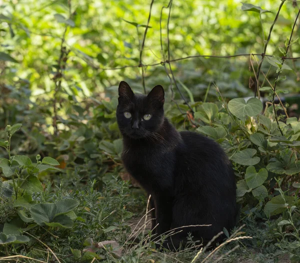 Gato Preto Bonito Com Olhos Amarelos Olhando Para Câmera — Fotografia de Stock