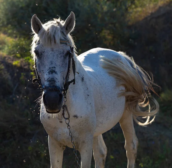 Velho Garanhão Branco Com Uma Trela Mosquito Asfixia Animal Cavalo — Fotografia de Stock