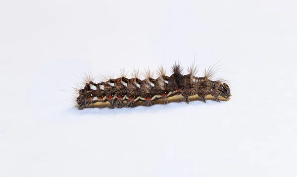 Acronicta Rumicis Een Vlinder Uit Familie Van Snuitmotten Pyralidae Rups — Stockfoto