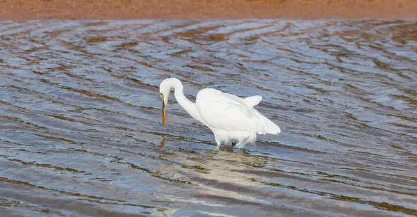 Little Egret Egretta Garzetta White Bird Hunts Fish Red Sea — Stock Photo, Image