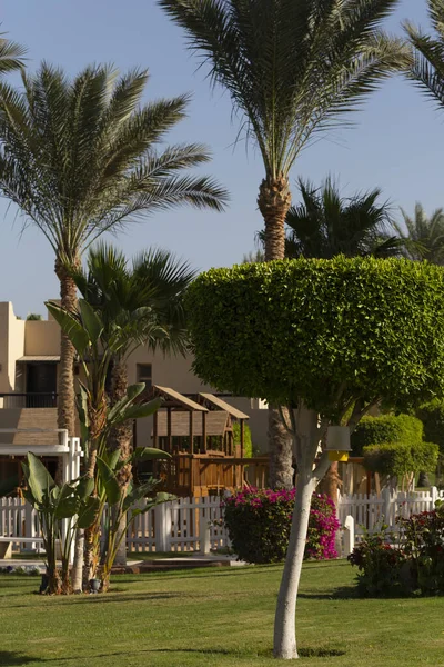 Рекреаційні Райони Єгипту Сад Ландшафтний Дизайн — стокове фото