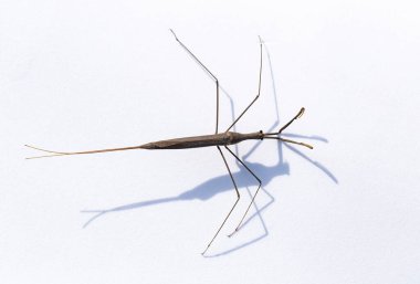 Ranatra linearis, Nepidae familyasından bir su böceği türü..