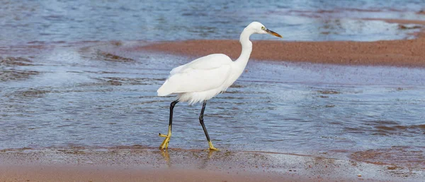 Little Egret Egretta Garzetta White Bird Hunts Fish Red Sea — Stock Photo, Image