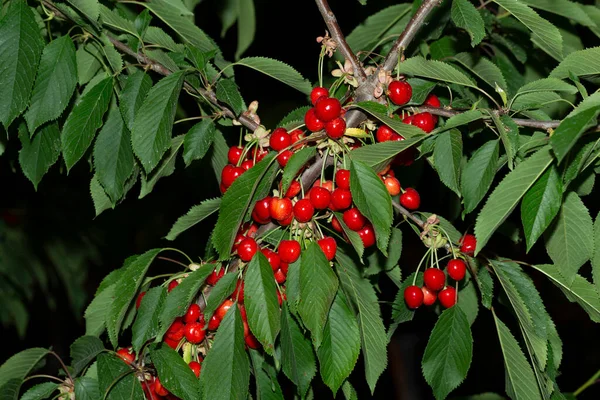 Kirschbaum Mit Reifen Früchten Zweige Mit Roten Beeren Übersät — Stockfoto