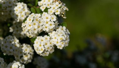 Spiraea Vanhouttei Van Houtte 'un spiraea' sı. Süslü çalılar beyaz çiçeklerle çiçek açar..