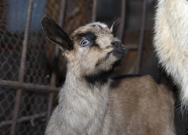 Alpine Goat Small Newborn Baby Goat Close — Stock Photo, Image