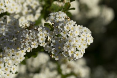 Spiraea Vanhouttei Van Houtte 'un spiraea' sı. Süslü çalılar beyaz çiçeklerle çiçek açar..